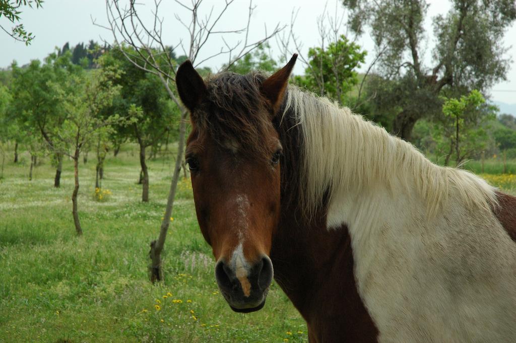 Agriturismo Fontelisa Villa Montiano  Luaran gambar
